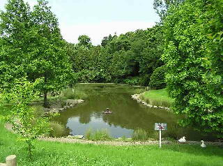 公園内の池の写真